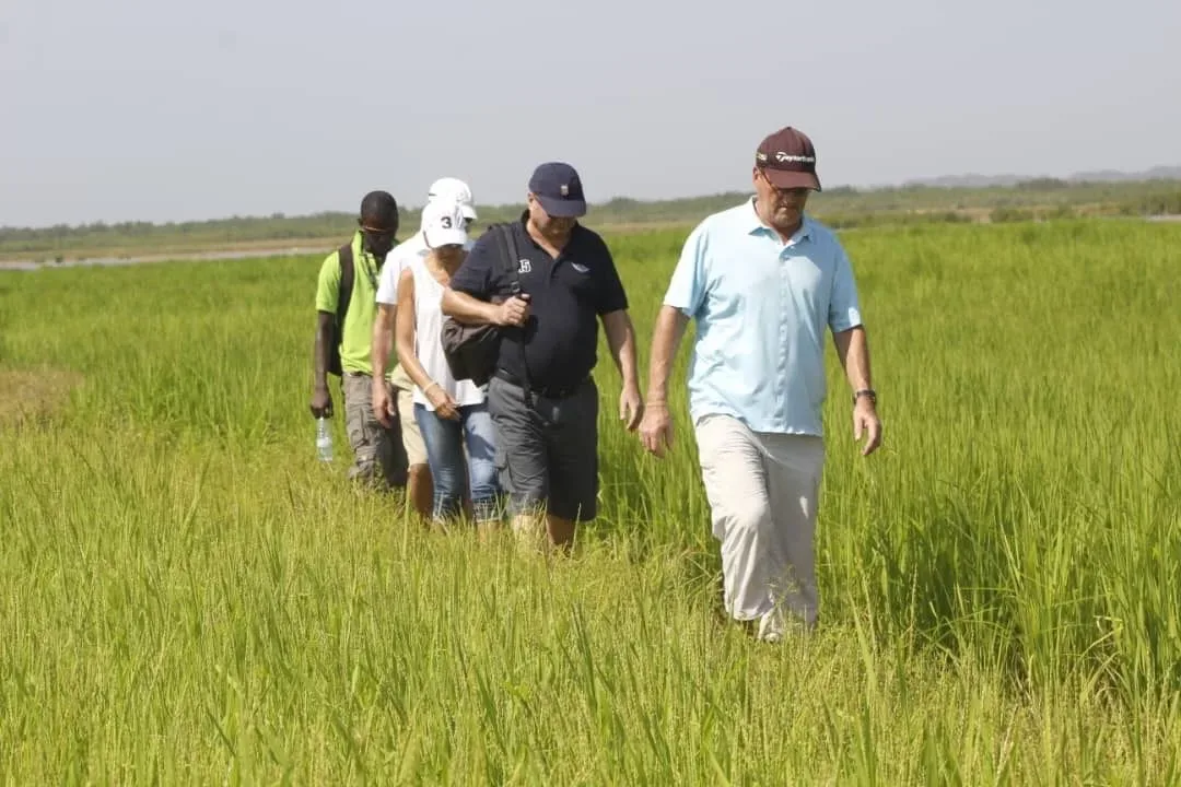 Marche en groupe dans les rizières