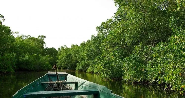 Excursion pirogue dans la mangrove